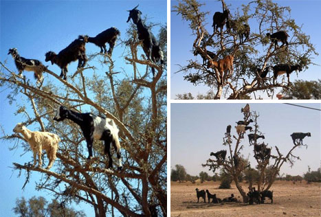 File:Tree-climbing-goats.jpg