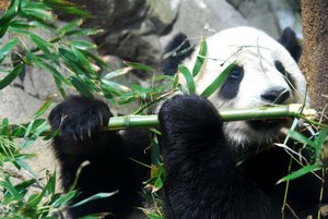 File:Giant Panda Tai Shan.JPG