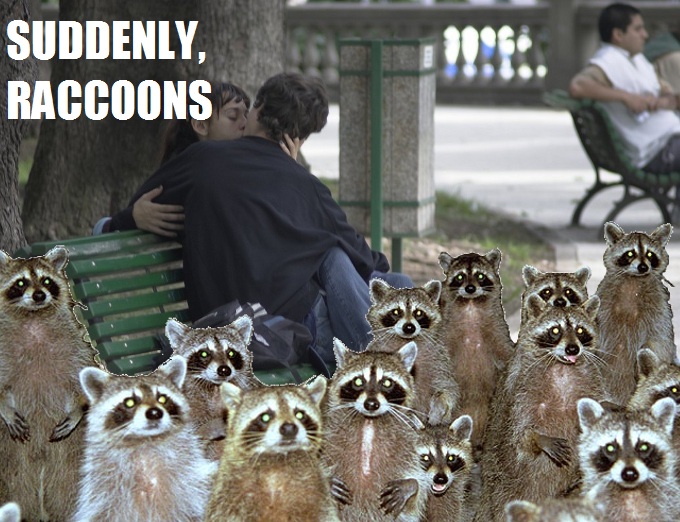 File:Makeout-raccoons.jpg