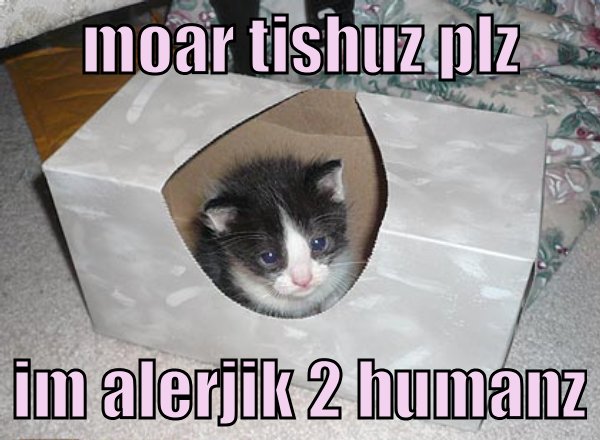 File:Allergy cat.jpg