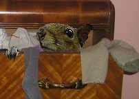 File:Tddc squirrel.jpg