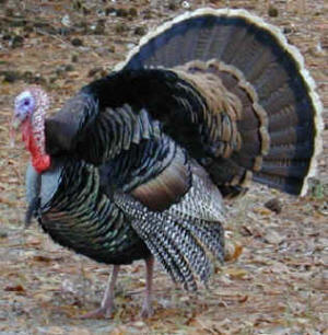 File:Turkeypicture.jpg