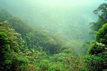 File:Rainforest.jpg