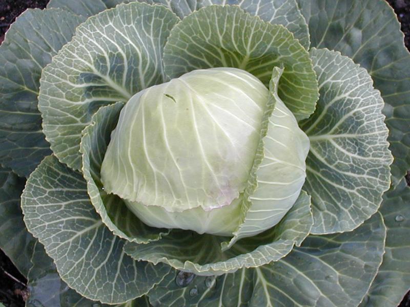 File:Vpoy cabbage.jpg