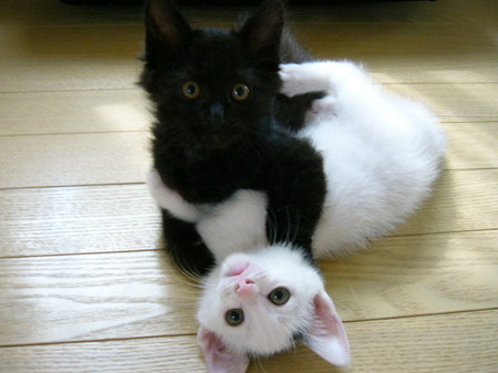 File:Cuuute black and white kittens.jpg