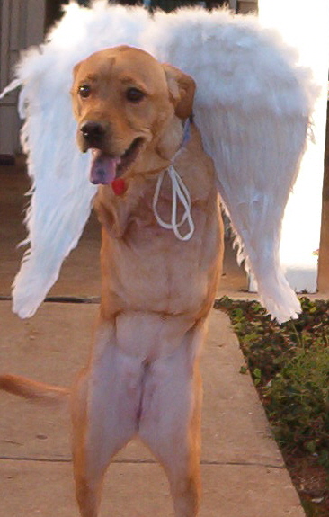 File:Angel dog.JPG