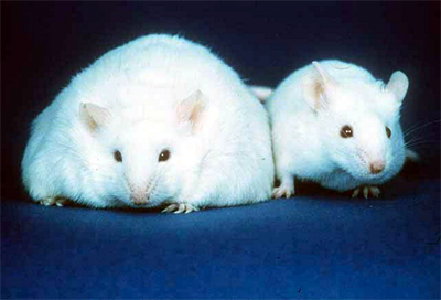 File:Fat mouse.jpg