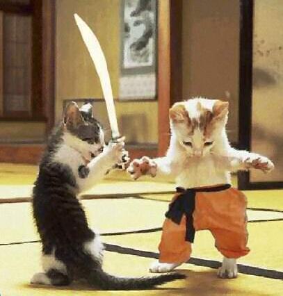 File:Kung fu kittens.JPG