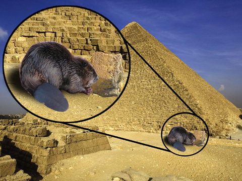 File:Proof giant beavers built the pyramids.jpg