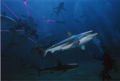 File:Sharks.jpg