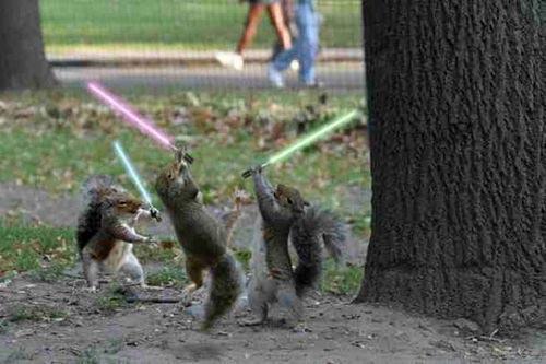 File:Squirrels.jpg
