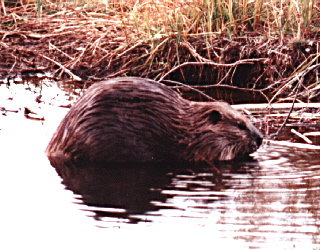 File:Beaver.JPG