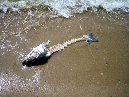 File:Dead fish1.jpg