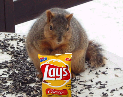 File:Fat squirrel chips.jpg
