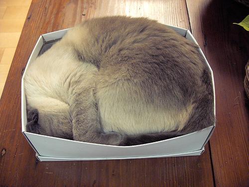 File:Schrod cat.jpg