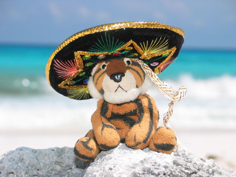File:Sombrero tiger.jpg