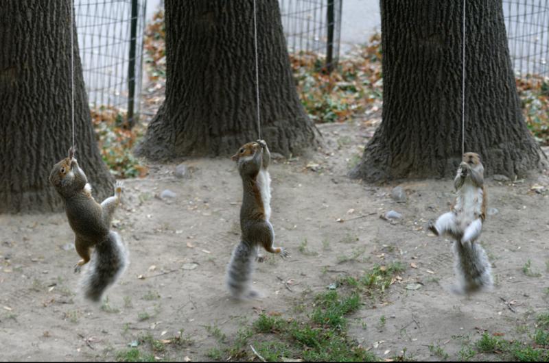 File:Squirrelsonropes.jpg