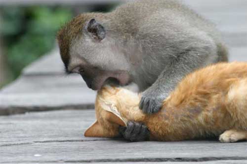 File:Monkey gives cat cpr.jpg