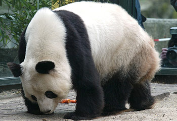 File:Dead Panda.jpg