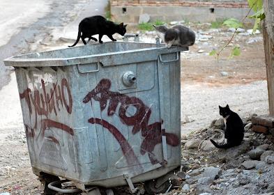 File:Street cats.jpg