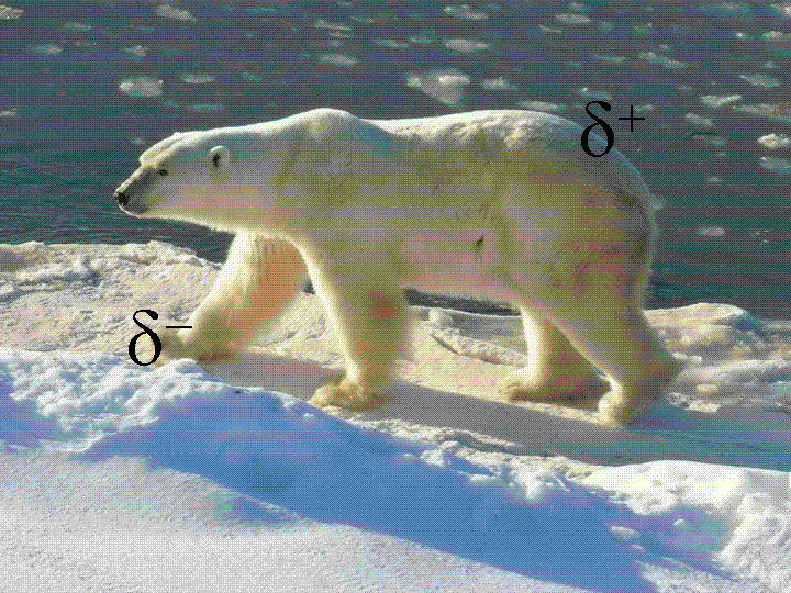 File:The Polar Bear.gif