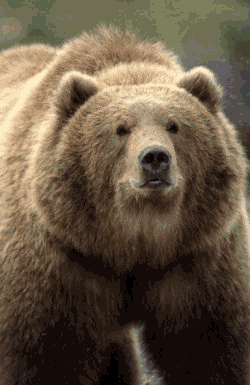 File:Kodiak bear.gif