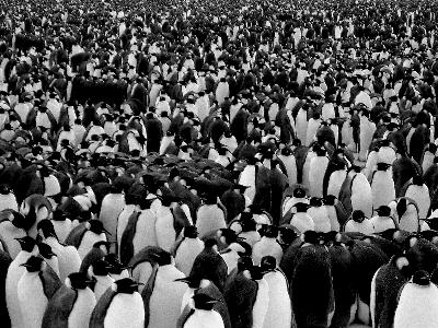 File:Penguin army Dr.No.jpg