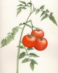 File:Tomato small jpeg.jpg