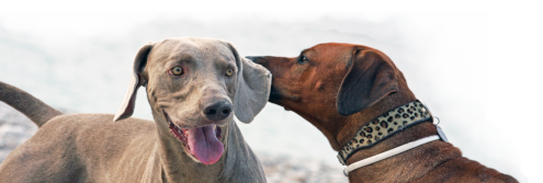 File:Whispering dogs.png