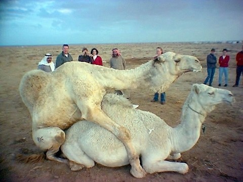 File:CAMELS MAKING CAMELS Medium Web view.jpg