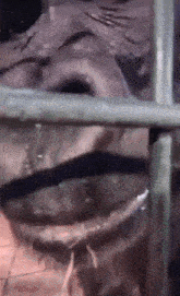 Zesty Gorilla.gif