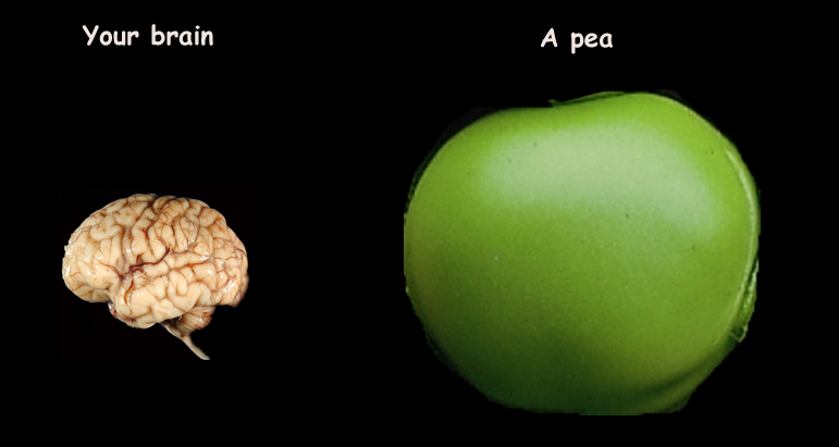File:Brain and pea.png