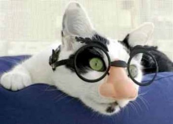 File:Cat with glasses.jpg