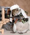 File:Taliban squirrel.jpg