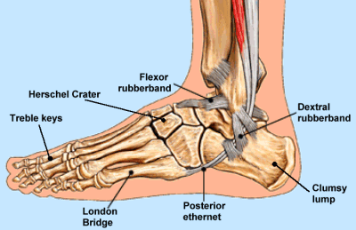 File:Ankle1.png