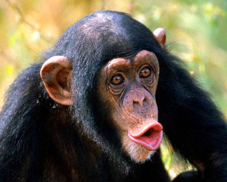 File:ChimpanzeeB.JPG