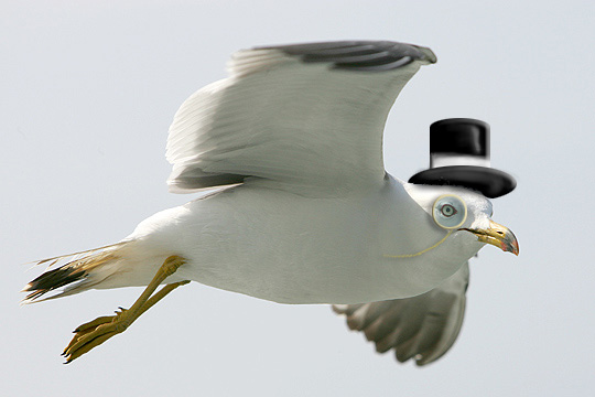 File:Gull in flight.jpg