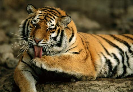 File:Tiger2.jpg