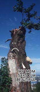 File:The ugly tree.jpg