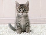 File:Kitten.jpg