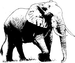 File:African elephant.gif
