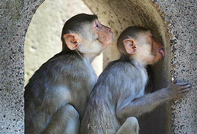 File:Funny-Monkeys.jpg