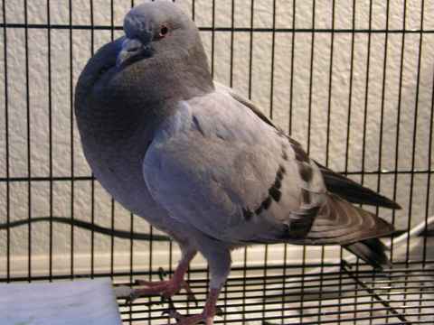 File:Pet pigeon sm.jpg