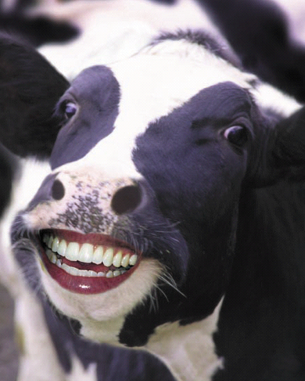 File:Happy Cow Large.jpg
