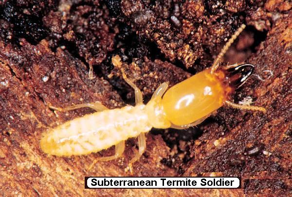 File:Termite.jpg