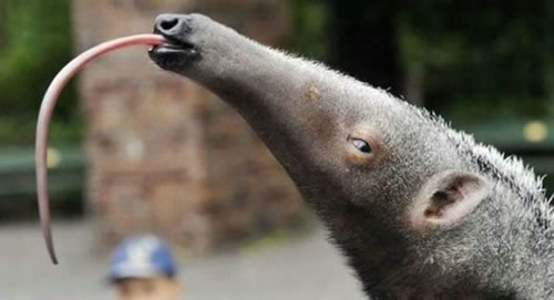 File:90 Awesome Anteater Tongue.jpg
