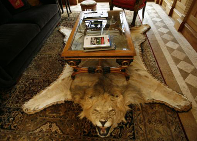File:Lion - under the table.jpg