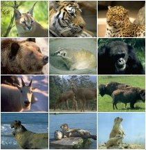 File:Wild-animals.jpg