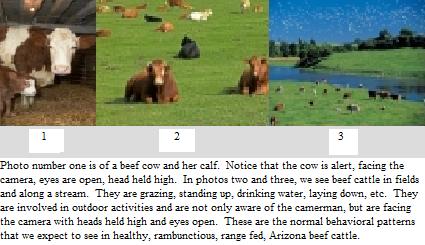 File:Beef cattle slide show DFG.jpg