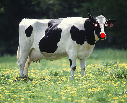 File:MiftCow.jpg